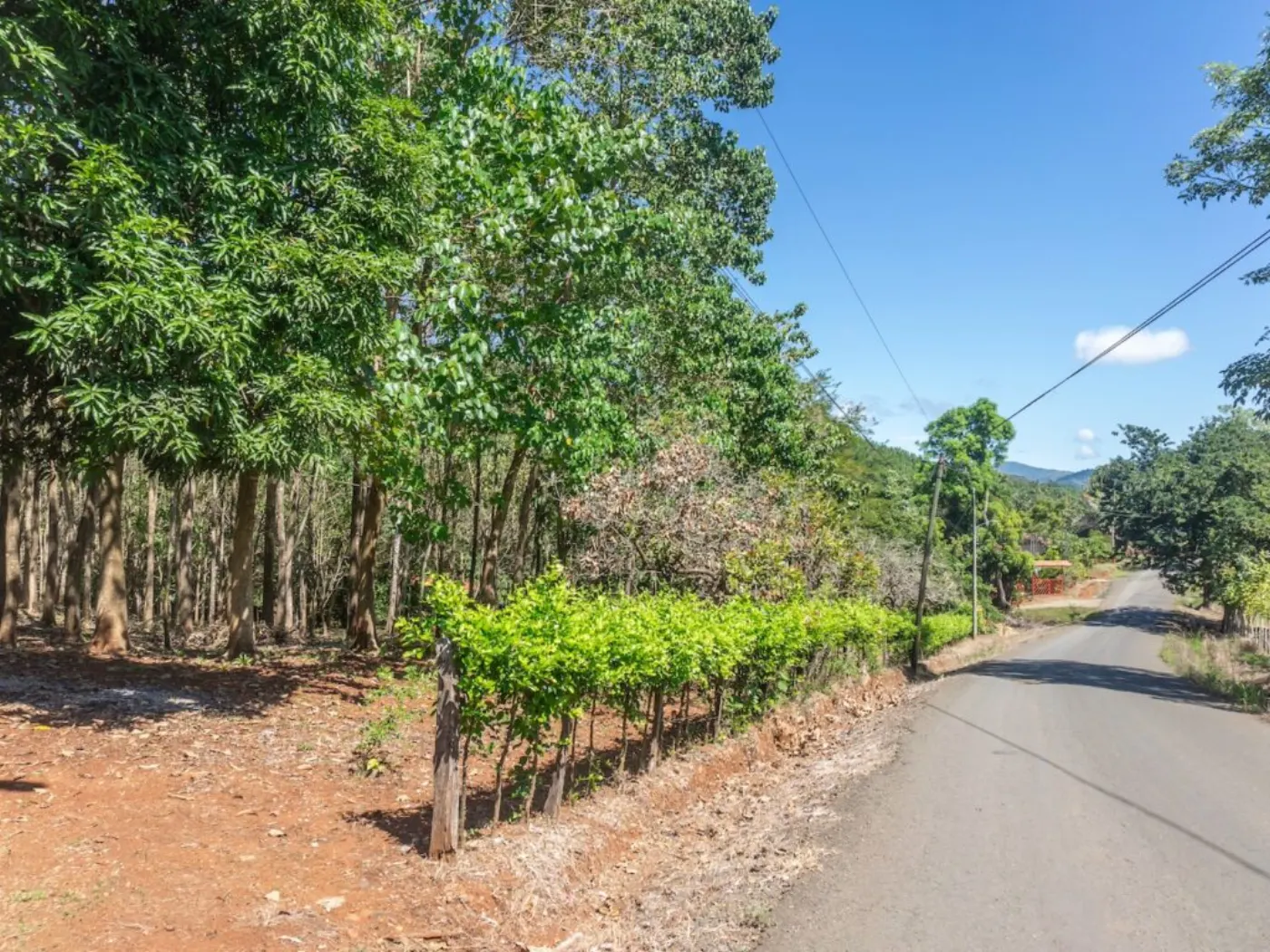 Producing farm in San Pedro, Nandayure