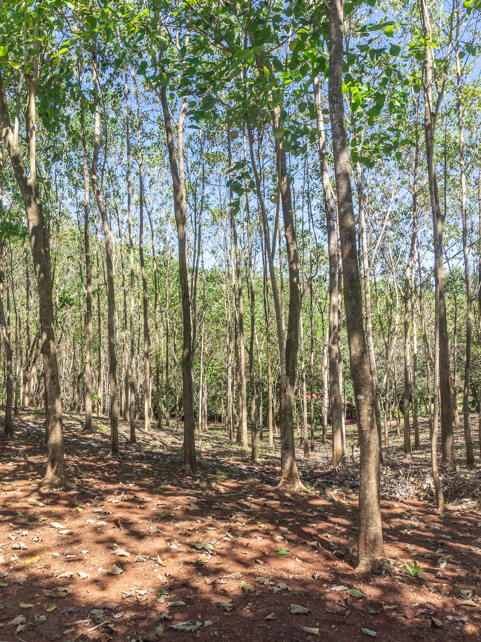 Finca en San Pedro — 2