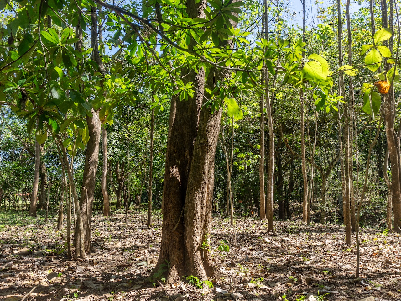 Finca en San Pedro — 4