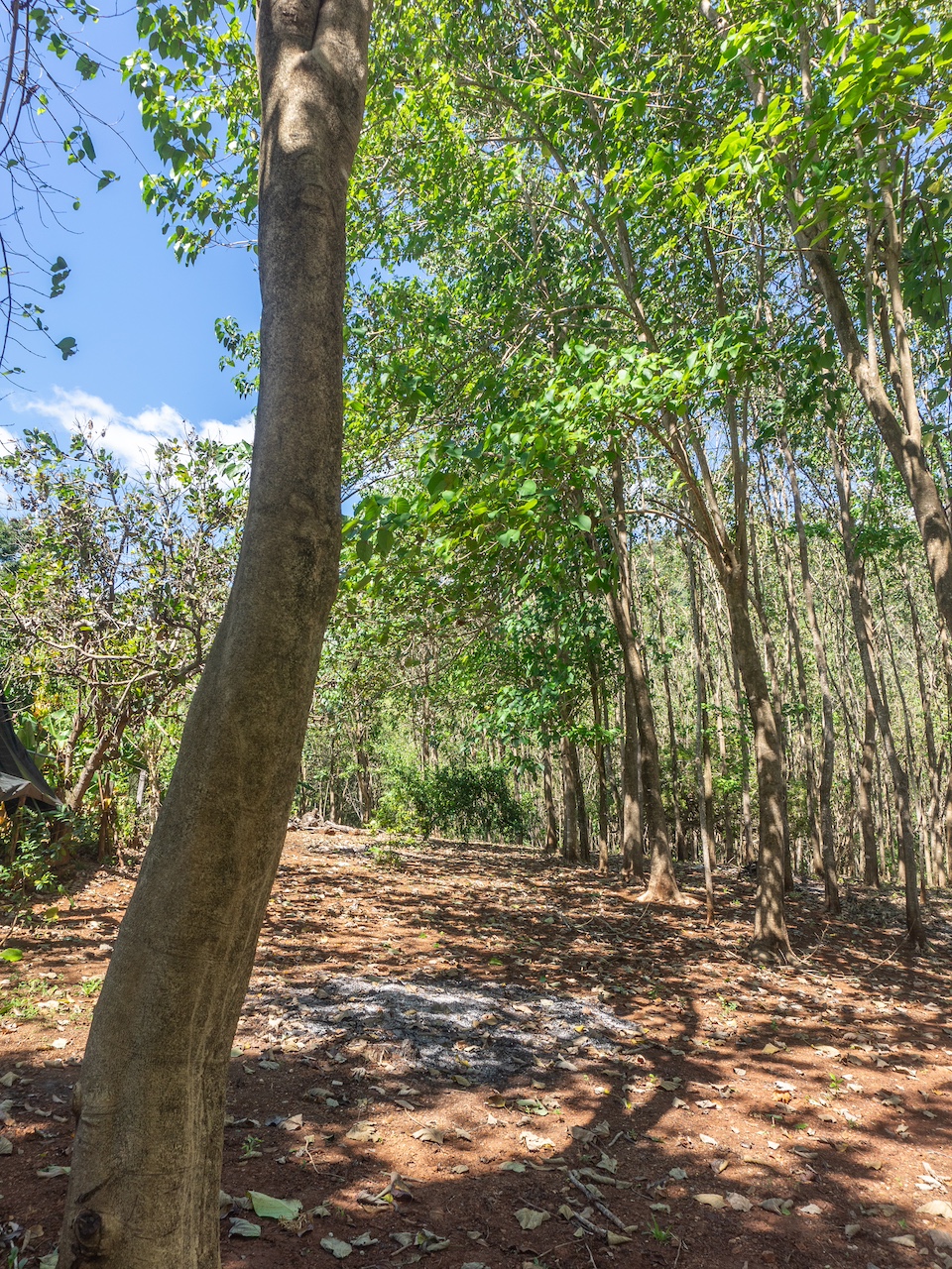 Finca en San Pedro — 5
