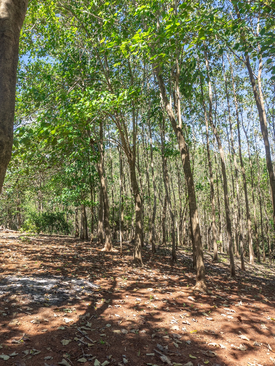 Finca en San Pedro — 6