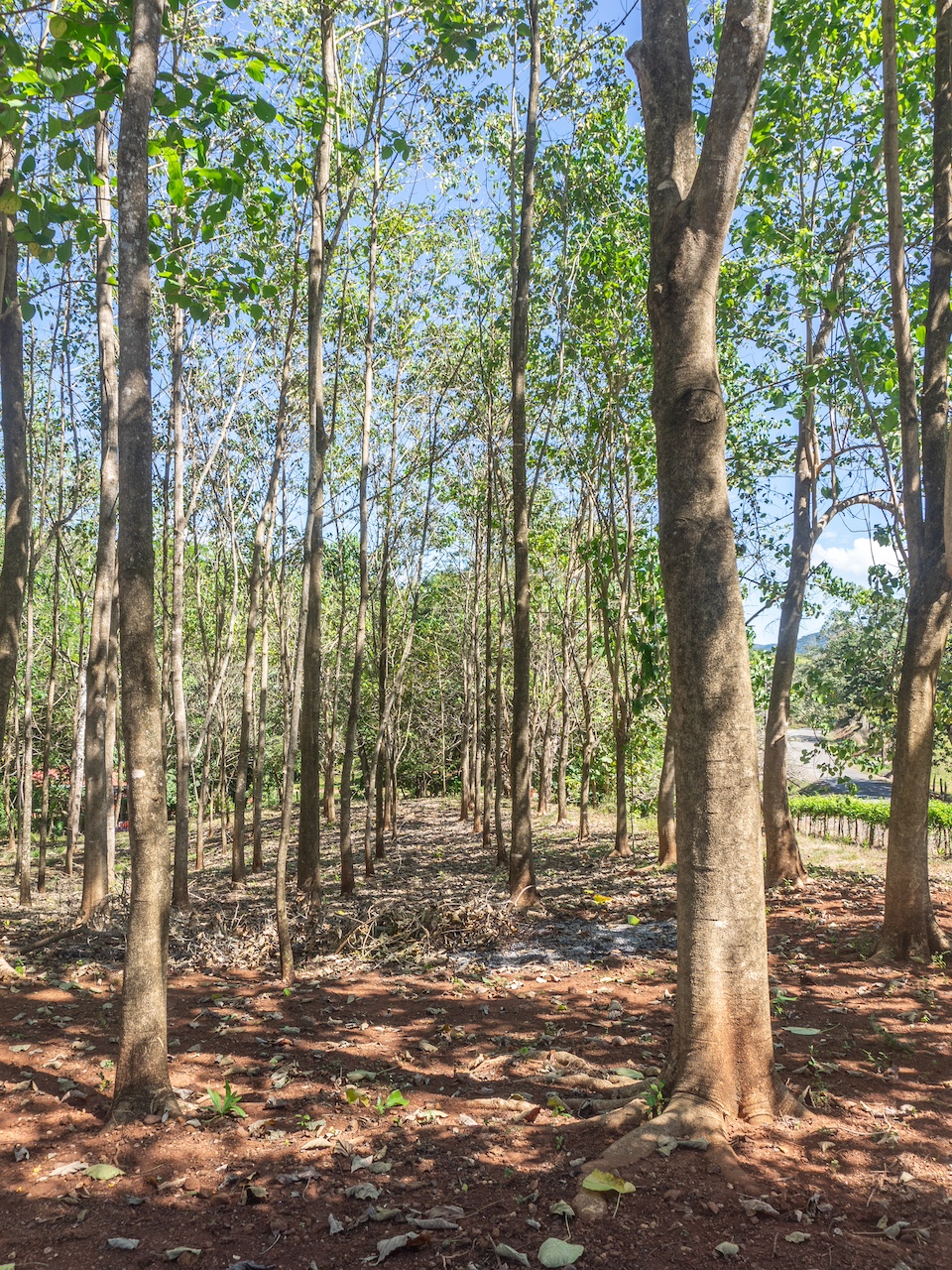 Finca en San Pedro — 9