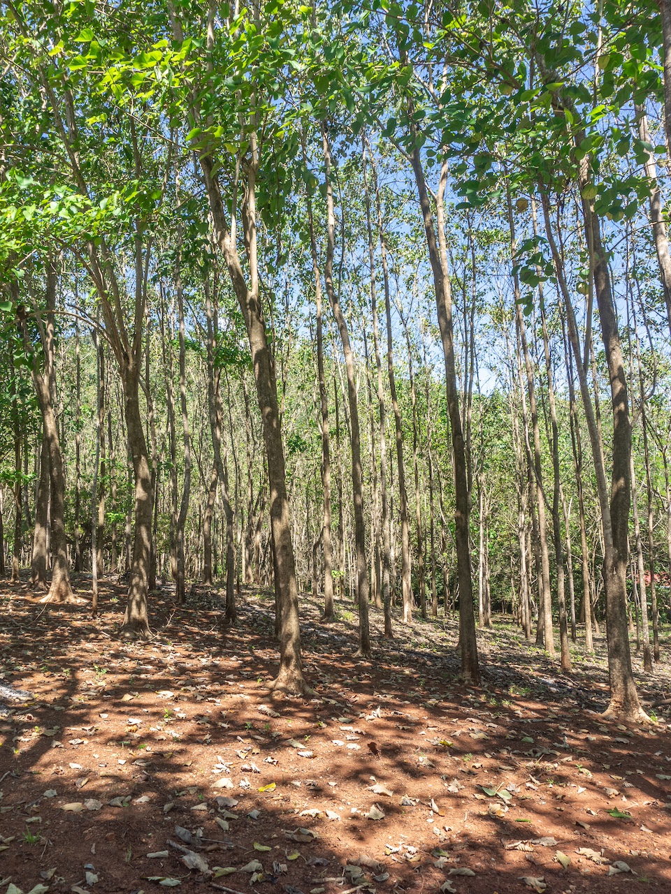 Finca en San Pedro — 10